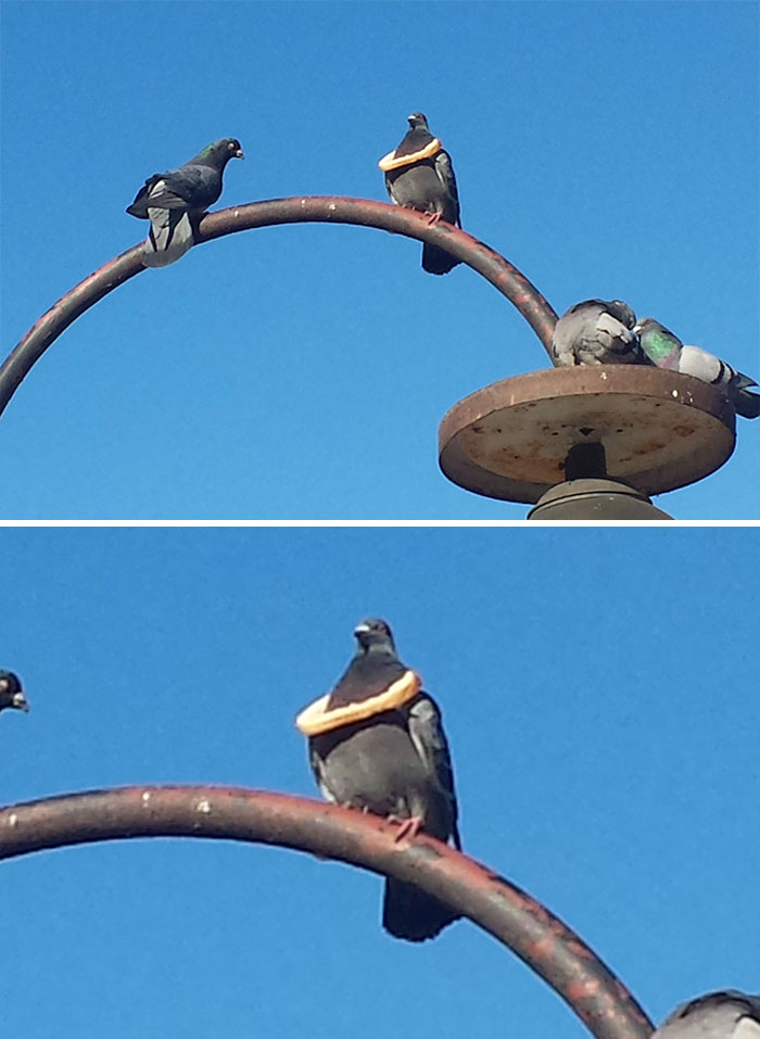 50 Funny Animals Who Got Stuck And Required Human Assistance 50 Funny Animals Who Got Stuck And Required Human Assistance