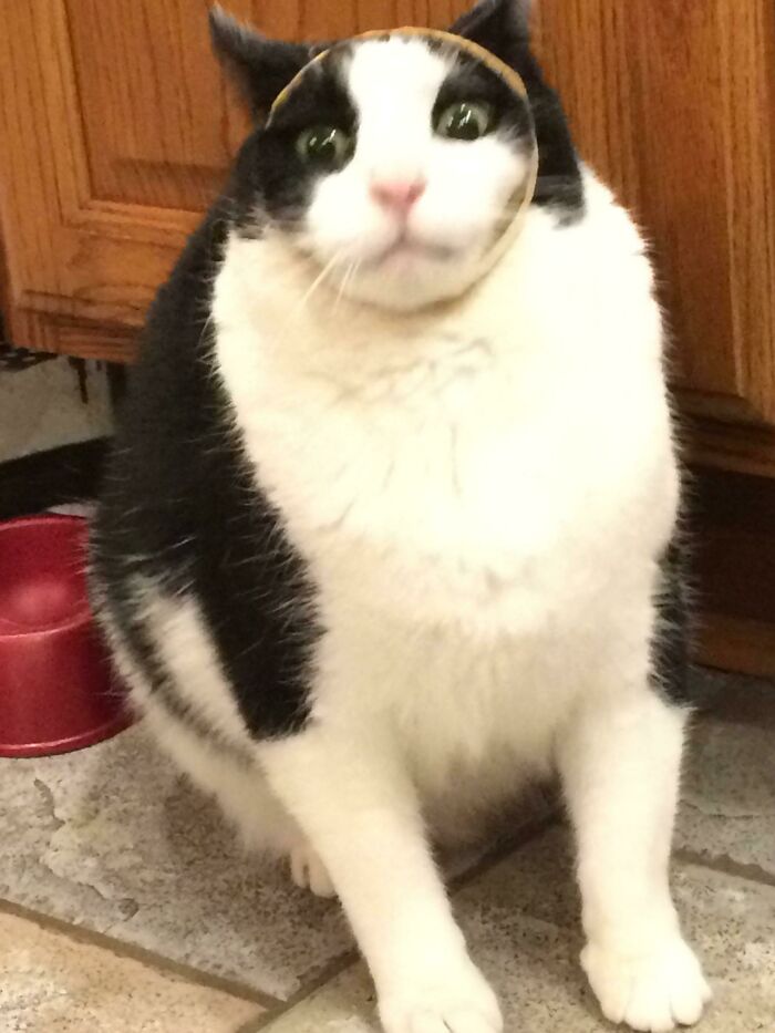 50 Funny Animals Who Got Stuck And Required Human Assistance 50 Funny Animals Who Got Stuck And Required Human Assistance