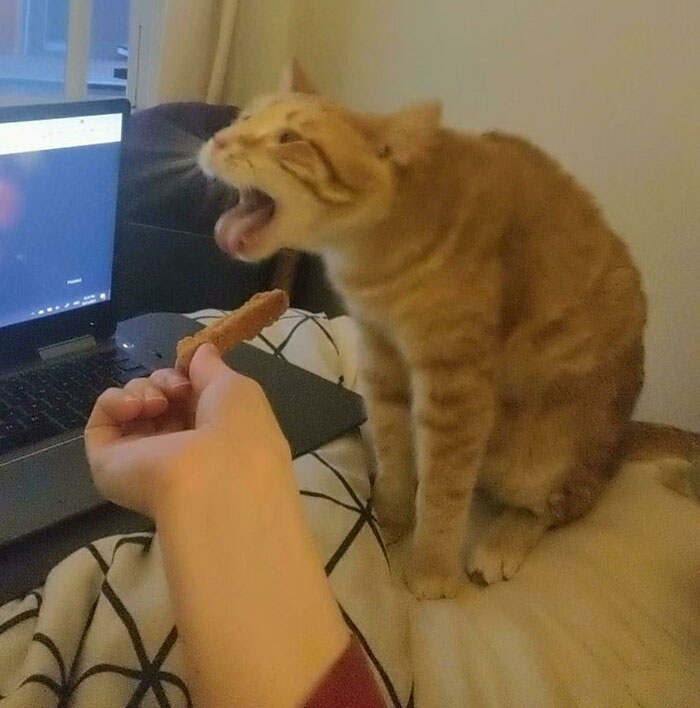 40 Times Cats Acted So Weird, They Made People Ask, “What’s Wrong With Your Cat” (New Pics) 40 Times Cats Acted So Weird, They Made People Ask, “What’s Wrong With Your Cat” (New Pics)