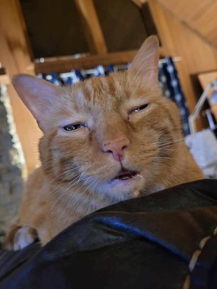 40 Times Cats Acted So Weird, They Made People Ask, “What’s Wrong With Your Cat” (New Pics) 40 Times Cats Acted So Weird, They Made People Ask, “What’s Wrong With Your Cat” (New Pics)