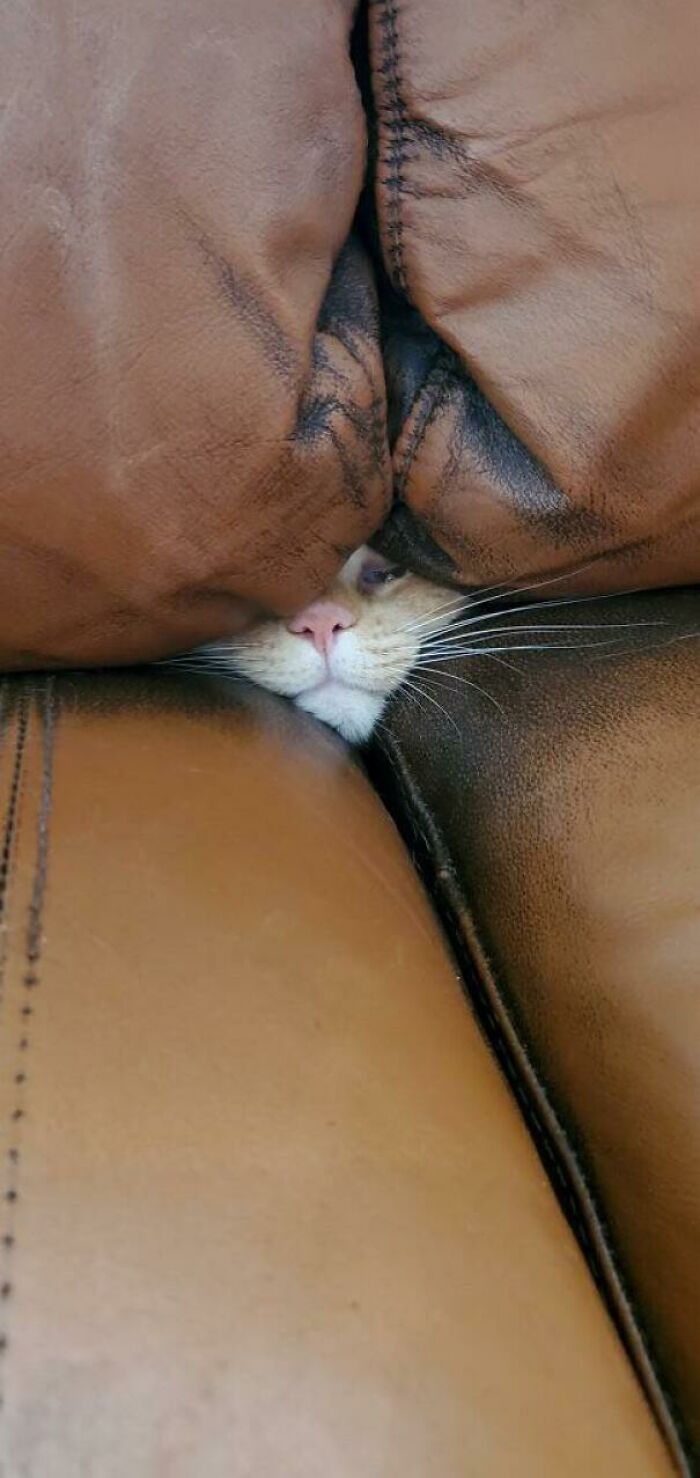 40 Times Cats Acted So Weird, They Made People Ask, “What’s Wrong With Your Cat” (New Pics) 40 Times Cats Acted So Weird, They Made People Ask, “What’s Wrong With Your Cat” (New Pics)