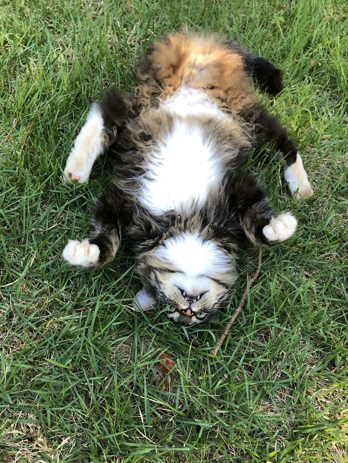 40 Times Cats Acted So Weird, They Made People Ask, “What’s Wrong With Your Cat” (New Pics) 40 Times Cats Acted So Weird, They Made People Ask, “What’s Wrong With Your Cat” (New Pics)