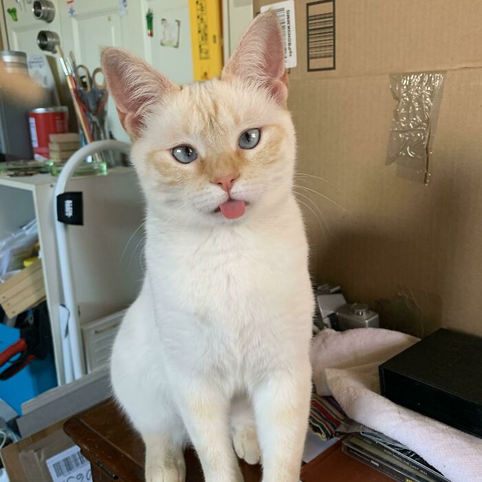 40 Times Cats Acted So Weird, They Made People Ask, “What’s Wrong With Your Cat” (New Pics) 40 Times Cats Acted So Weird, They Made People Ask, “What’s Wrong With Your Cat” (New Pics)