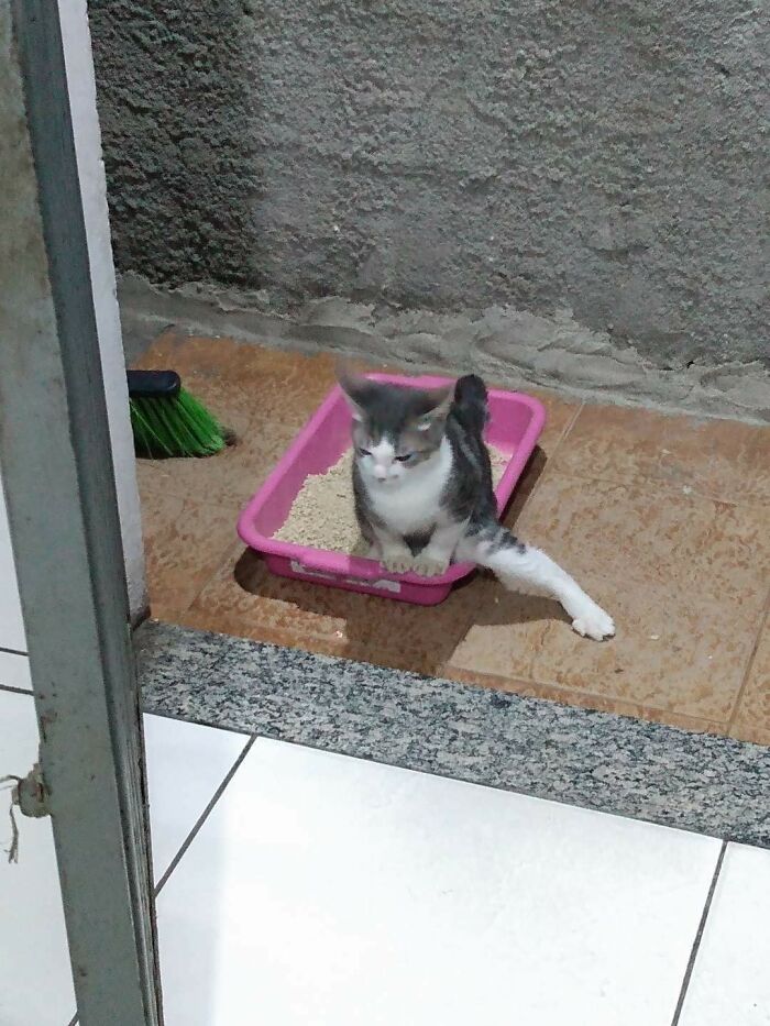 40 Times Cats Acted So Weird, They Made People Ask, “What’s Wrong With Your Cat” (New Pics) 40 Times Cats Acted So Weird, They Made People Ask, “What’s Wrong With Your Cat” (New Pics)