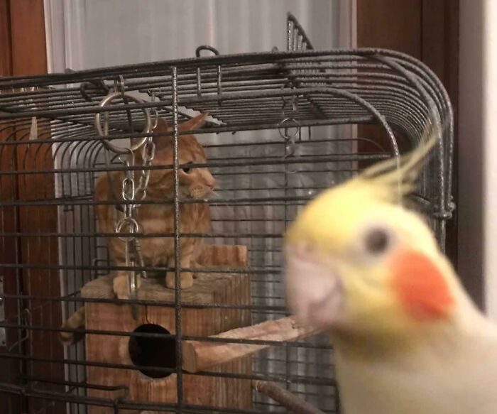 40 Times Cats Acted So Weird, They Made People Ask, “What’s Wrong With Your Cat” (New Pics) 40 Times Cats Acted So Weird, They Made People Ask, “What’s Wrong With Your Cat” (New Pics)