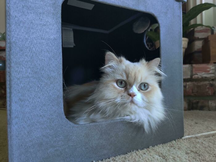 40 Times Cats Acted So Weird, They Made People Ask, “What’s Wrong With Your Cat” (New Pics) 40 Times Cats Acted So Weird, They Made People Ask, “What’s Wrong With Your Cat” (New Pics)