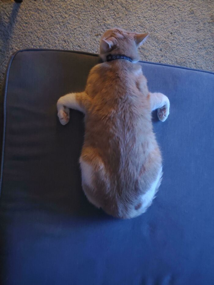 40 Times Cats Acted So Weird, They Made People Ask, “What’s Wrong With Your Cat” (New Pics) 40 Times Cats Acted So Weird, They Made People Ask, “What’s Wrong With Your Cat” (New Pics)