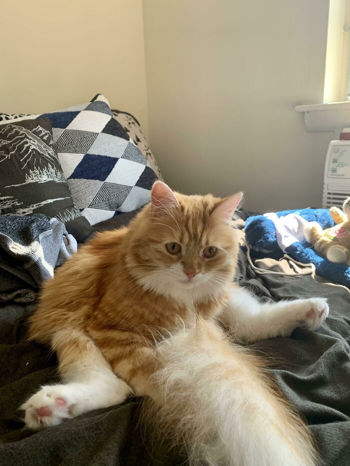 40 Times Cats Acted So Weird, They Made People Ask, “What’s Wrong With Your Cat” (New Pics) 40 Times Cats Acted So Weird, They Made People Ask, “What’s Wrong With Your Cat” (New Pics)