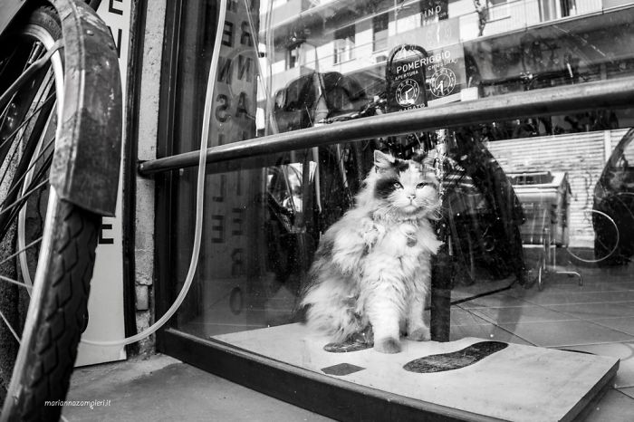 Cats At Work: I Captured Cats Living In People’s Working Places (30 Pics)