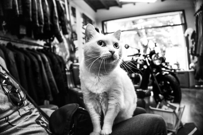 Cats At Work: I Captured Cats Living In People’s Working Places (30 Pics)