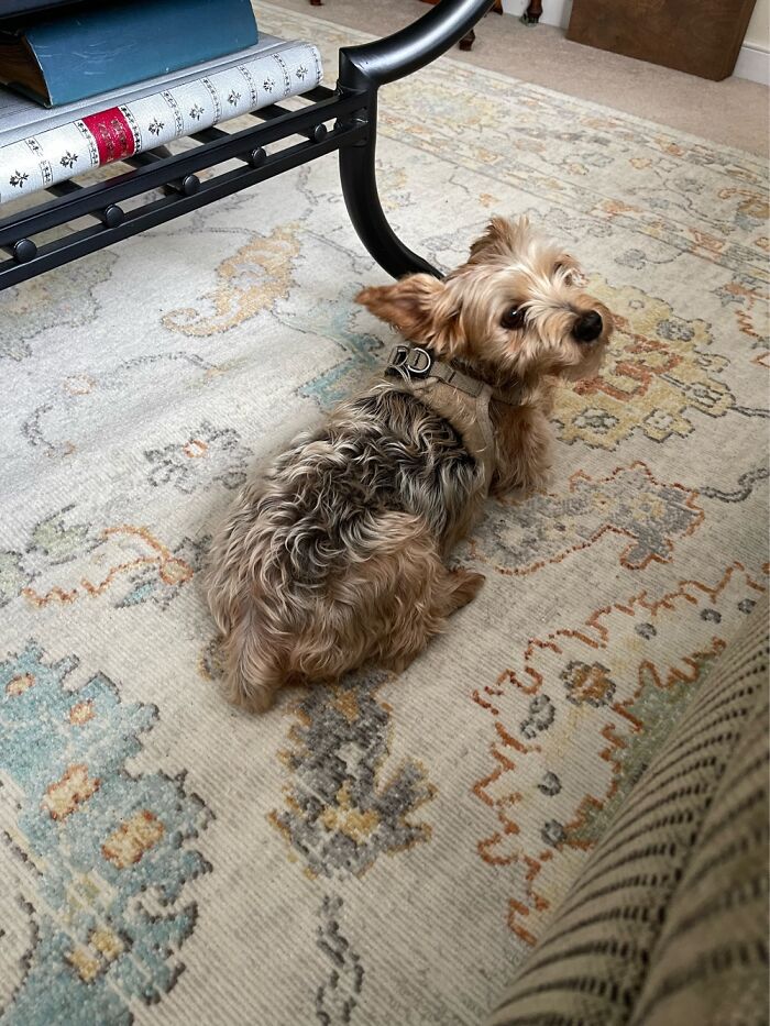 Hey Pandas, Take A Picture Of Something To Your Left (Closed) Hey Pandas, Take A Picture Of Something To Your Left (Closed)