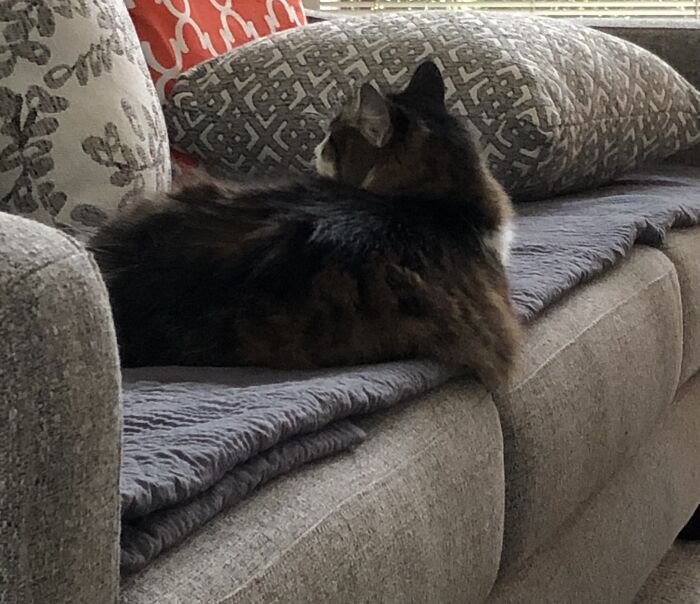 Hey Pandas, Take A Picture Of Something To Your Left (Closed) Hey Pandas, Take A Picture Of Something To Your Left (Closed)