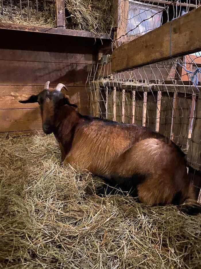 A New Kind Of Animal Rescue: Check Out These Cute Goats And Sheep