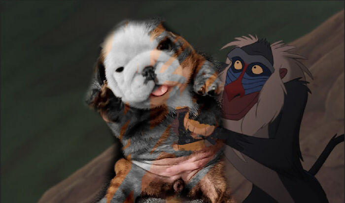 Hey Pandas, Photoshop This Puppy I Found On Bored Panda Hey Pandas, Photoshop This Puppy I Found On Bored Panda