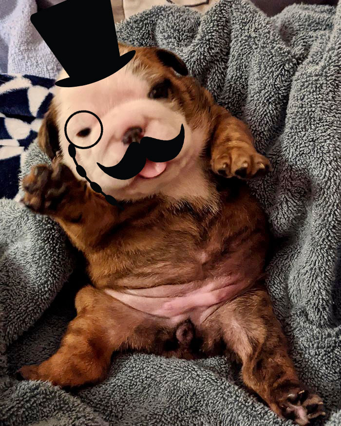Hey Pandas, Photoshop This Puppy I Found On Bored Panda Hey Pandas, Photoshop This Puppy I Found On Bored Panda