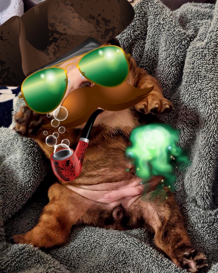 Hey Pandas, Photoshop This Puppy I Found On Bored Panda Hey Pandas, Photoshop This Puppy I Found On Bored Panda