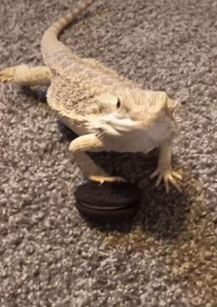 Hey Pandas, Share The Most Amazing Photo Of Your Pet (Closed) Hey Pandas, Share The Most Amazing Photo Of Your Pet (Closed)