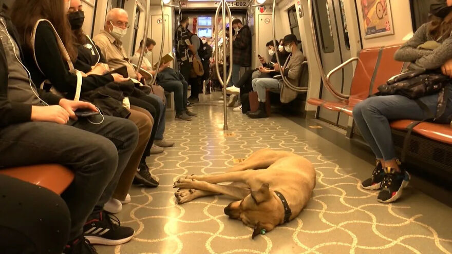 People Saw This Dog Using Public Transport In Istanbul, So Authorities Put A Tracker On Him – Turns Out He Travels Over 30 Kilometers A Day People Saw This Dog Using Public Transport In Istanbul, So Authorities Put A Tracker On Him – Turns Out He Travels Over 30 Kilometers A Day