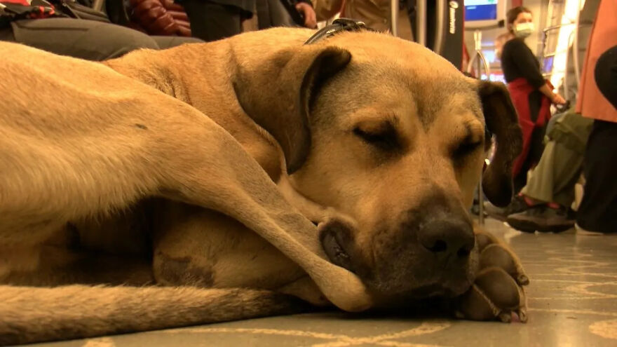 People Saw This Dog Using Public Transport In Istanbul, So Authorities Put A Tracker On Him – Turns Out He Travels Over 30 Kilometers A Day People Saw This Dog Using Public Transport In Istanbul, So Authorities Put A Tracker On Him – Turns Out He Travels Over 30 Kilometers A Day
