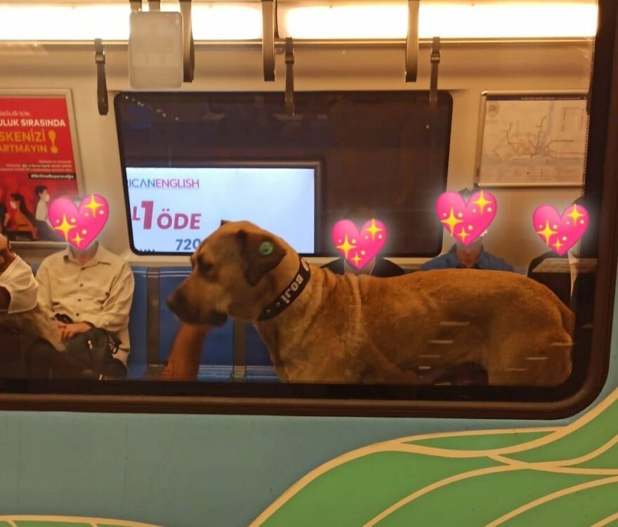 People Saw This Dog Using Public Transport In Istanbul, So Authorities Put A Tracker On Him – Turns Out He Travels Over 30 Kilometers A Day People Saw This Dog Using Public Transport In Istanbul, So Authorities Put A Tracker On Him – Turns Out He Travels Over 30 Kilometers A Day