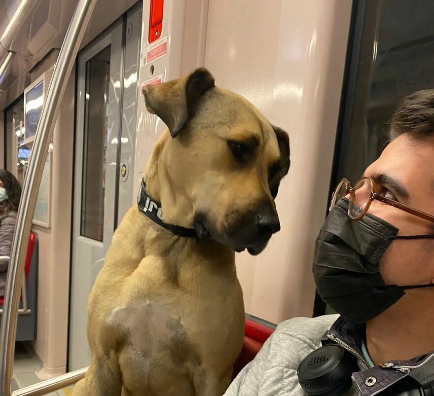 People Saw This Dog Using Public Transport In Istanbul, So Authorities Put A Tracker On Him – Turns Out He Travels Over 30 Kilometers A Day People Saw This Dog Using Public Transport In Istanbul, So Authorities Put A Tracker On Him – Turns Out He Travels Over 30 Kilometers A Day