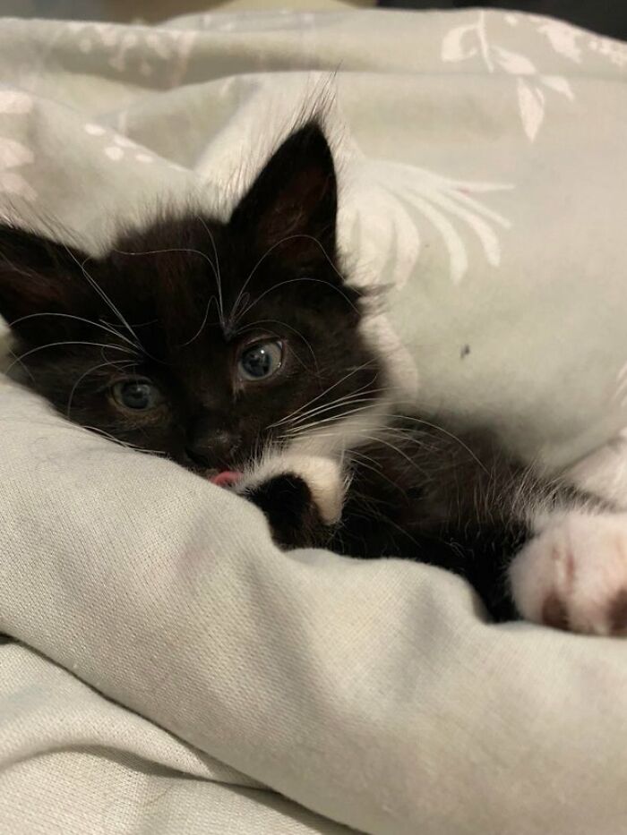 40 Cats That Forgot To Put Their Tongue Back In And Had The Derpiest Faces On Them 40 Cats That Forgot To Put Their Tongue Back In And Had The Derpiest Faces On Them