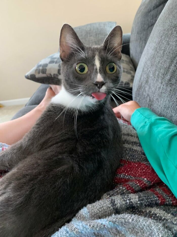 40 Cats That Forgot To Put Their Tongue Back In And Had The Derpiest Faces On Them 40 Cats That Forgot To Put Their Tongue Back In And Had The Derpiest Faces On Them