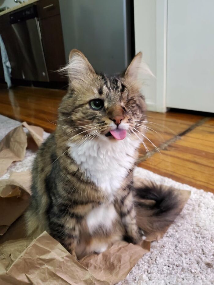 40 Cats That Forgot To Put Their Tongue Back In And Had The Derpiest Faces On Them 40 Cats That Forgot To Put Their Tongue Back In And Had The Derpiest Faces On Them