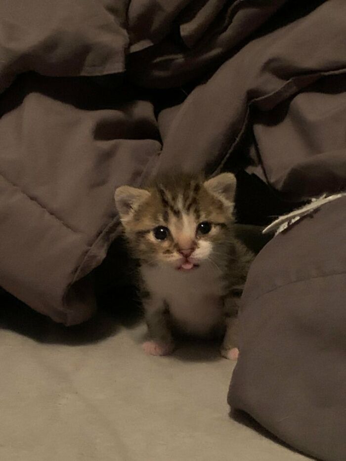 40 Cats That Forgot To Put Their Tongue Back In And Had The Derpiest Faces On Them 40 Cats That Forgot To Put Their Tongue Back In And Had The Derpiest Faces On Them