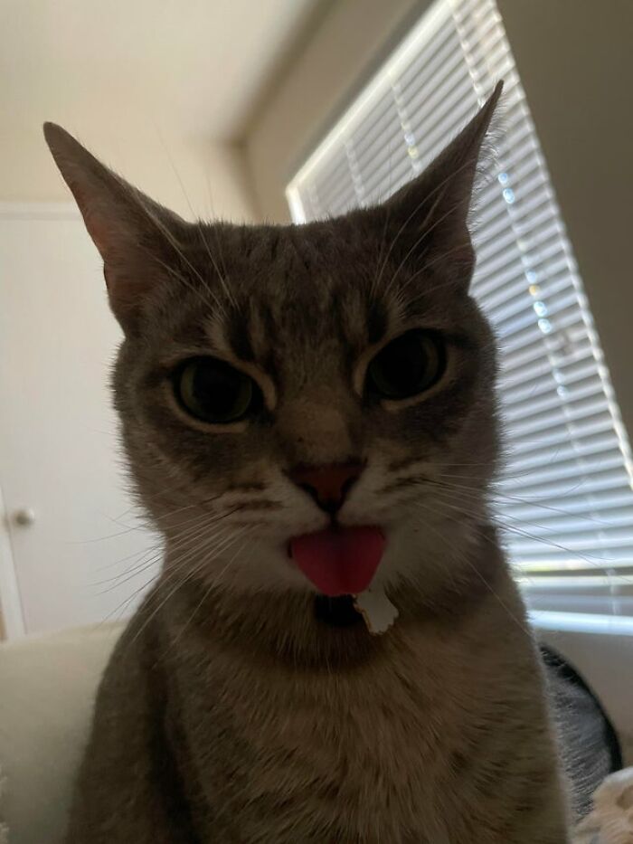 40 Cats That Forgot To Put Their Tongue Back In And Had The Derpiest Faces On Them 40 Cats That Forgot To Put Their Tongue Back In And Had The Derpiest Faces On Them