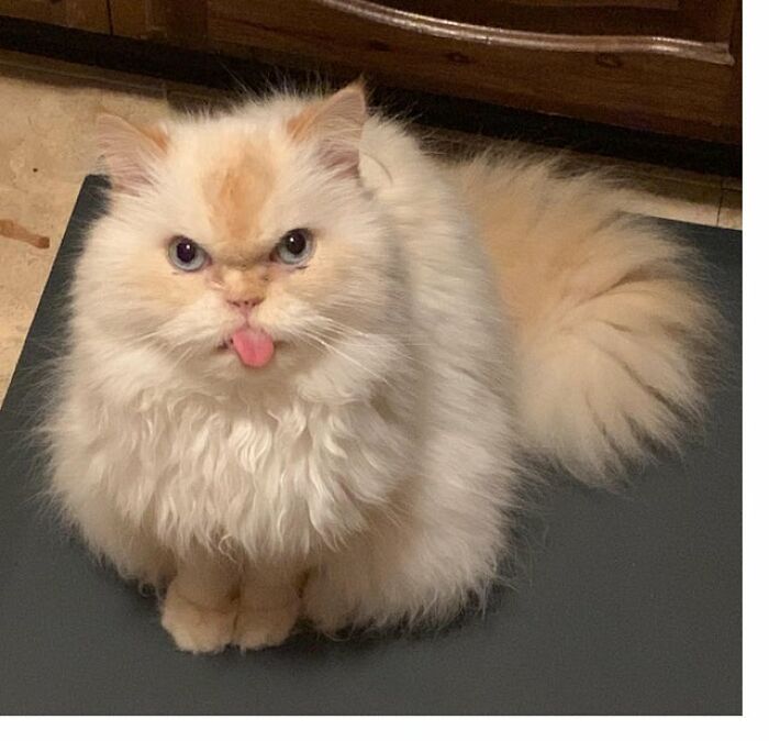 40 Cats That Forgot To Put Their Tongue Back In And Had The Derpiest Faces On Them 40 Cats That Forgot To Put Their Tongue Back In And Had The Derpiest Faces On Them