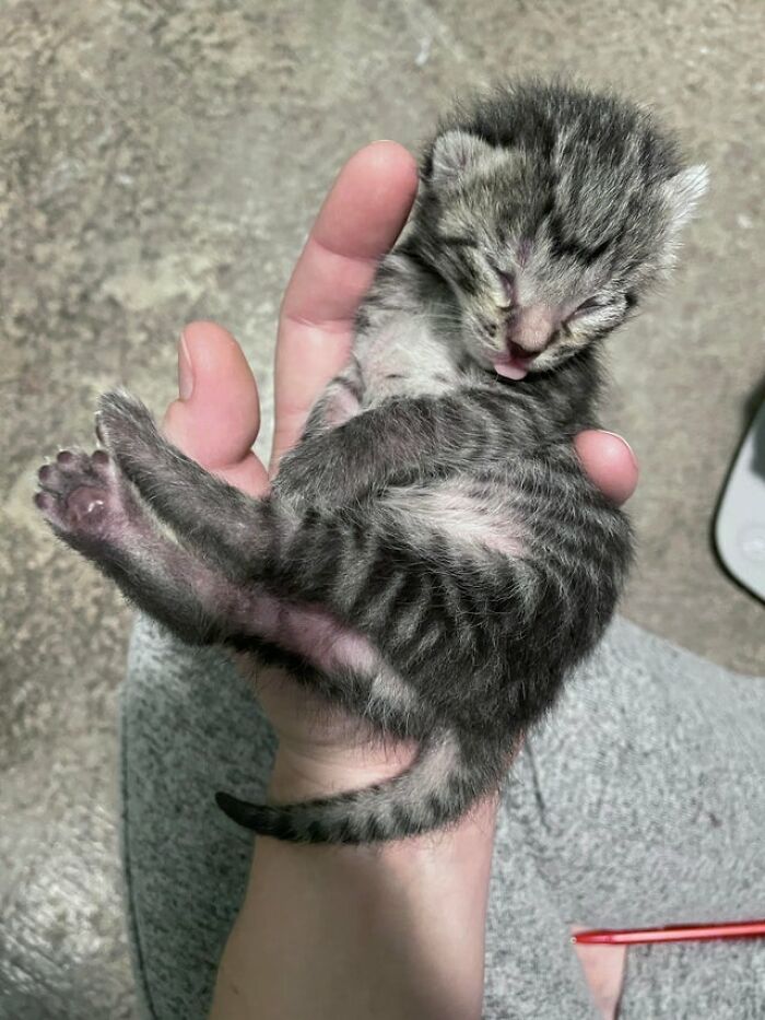 40 Cats That Forgot To Put Their Tongue Back In And Had The Derpiest Faces On Them 40 Cats That Forgot To Put Their Tongue Back In And Had The Derpiest Faces On Them