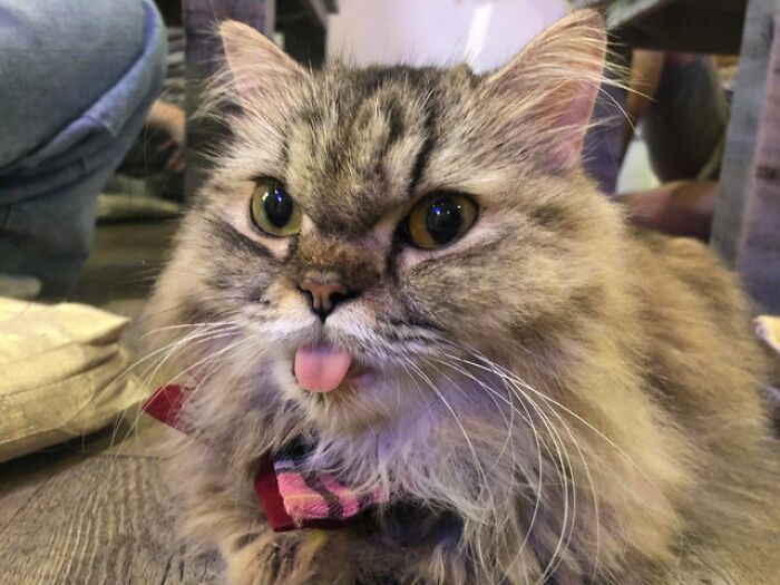 40 Cats That Forgot To Put Their Tongue Back In And Had The Derpiest Faces On Them 40 Cats That Forgot To Put Their Tongue Back In And Had The Derpiest Faces On Them