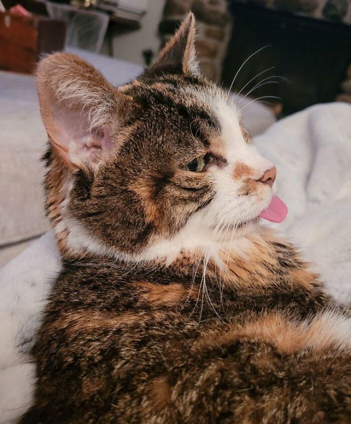 40 Cats That Forgot To Put Their Tongue Back In And Had The Derpiest Faces On Them 40 Cats That Forgot To Put Their Tongue Back In And Had The Derpiest Faces On Them