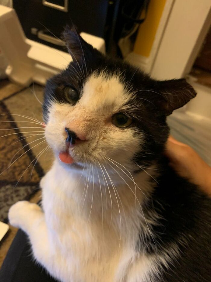 40 Cats That Forgot To Put Their Tongue Back In And Had The Derpiest Faces On Them 40 Cats That Forgot To Put Their Tongue Back In And Had The Derpiest Faces On Them