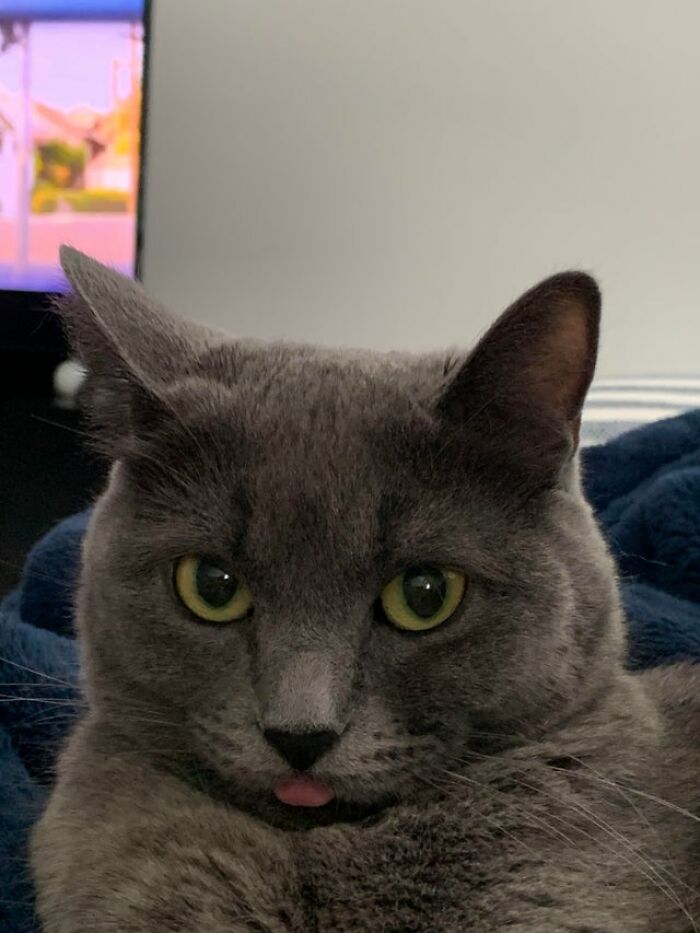 40 Cats That Forgot To Put Their Tongue Back In And Had The Derpiest Faces On Them 40 Cats That Forgot To Put Their Tongue Back In And Had The Derpiest Faces On Them