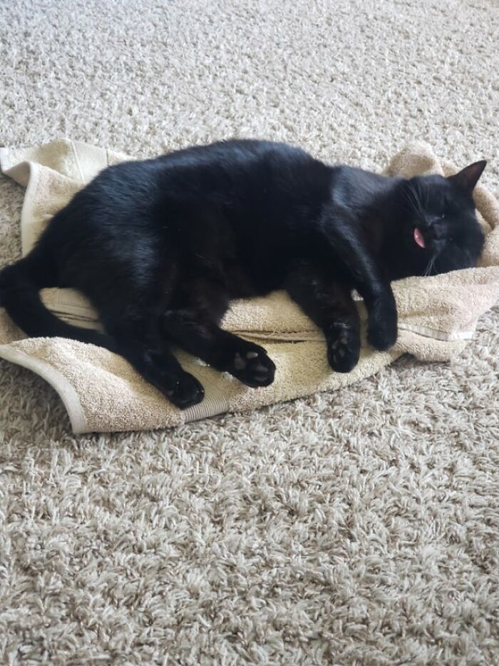 40 Cats That Forgot To Put Their Tongue Back In And Had The Derpiest Faces On Them 40 Cats That Forgot To Put Their Tongue Back In And Had The Derpiest Faces On Them