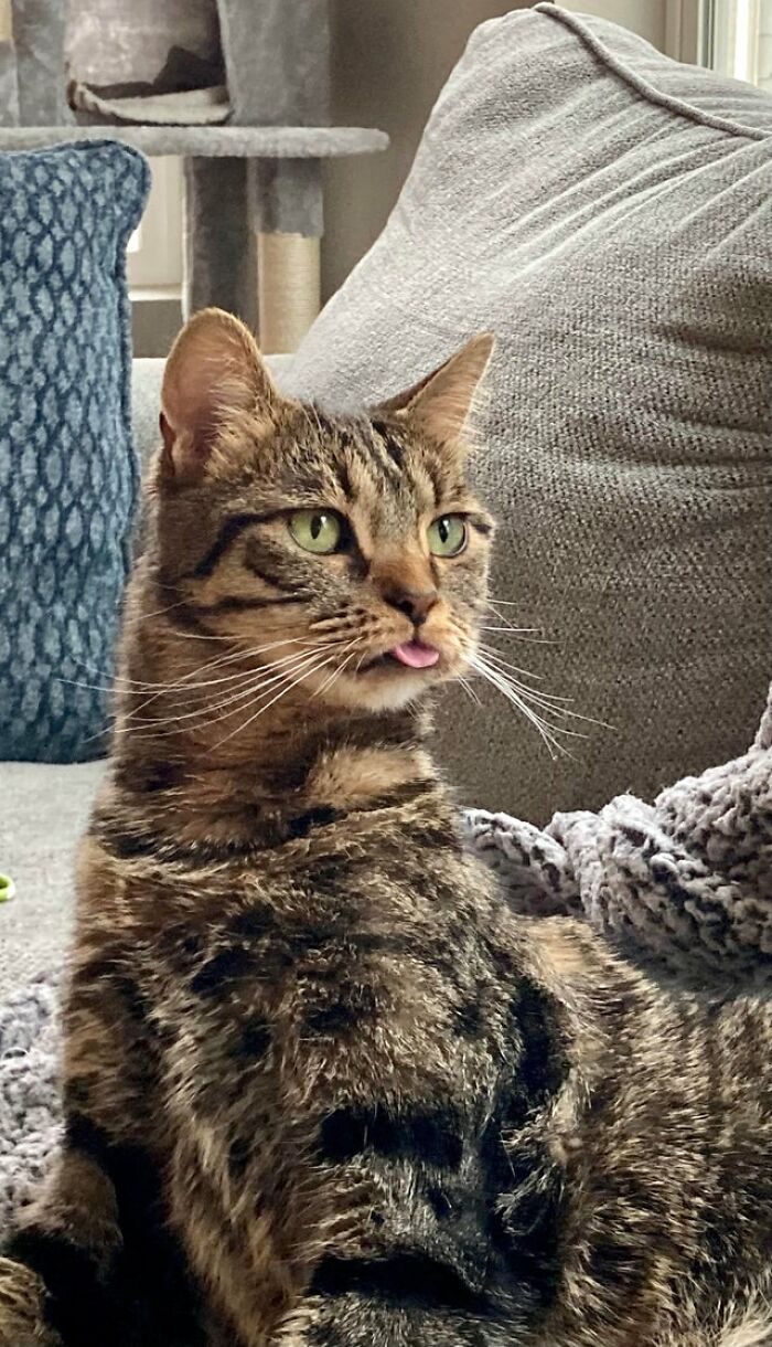 40 Cats That Forgot To Put Their Tongue Back In And Had The Derpiest Faces On Them 40 Cats That Forgot To Put Their Tongue Back In And Had The Derpiest Faces On Them