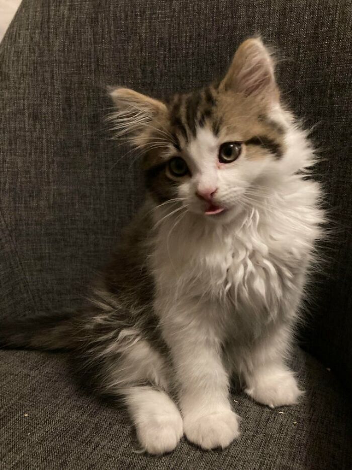 40 Cats That Forgot To Put Their Tongue Back In And Had The Derpiest Faces On Them 40 Cats That Forgot To Put Their Tongue Back In And Had The Derpiest Faces On Them