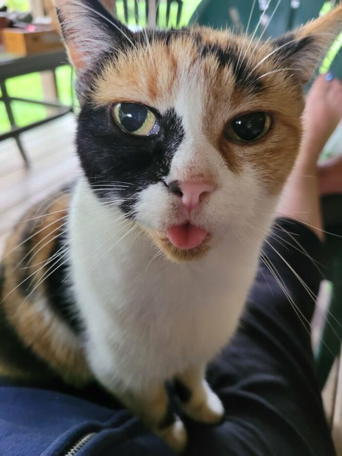 40 Cats That Forgot To Put Their Tongue Back In And Had The Derpiest Faces On Them 40 Cats That Forgot To Put Their Tongue Back In And Had The Derpiest Faces On Them
