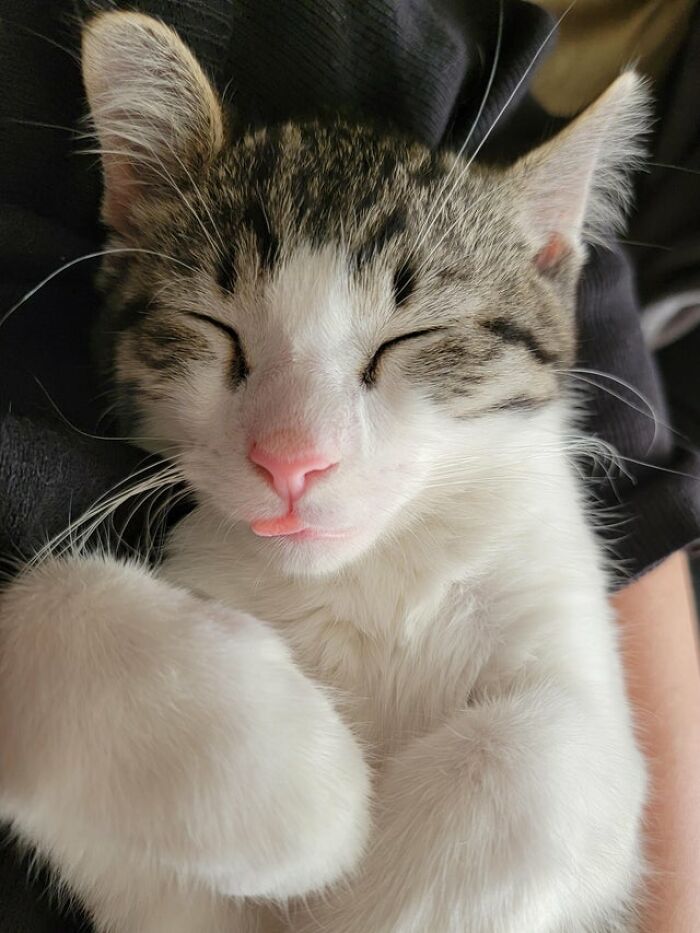 40 Cats That Forgot To Put Their Tongue Back In And Had The Derpiest Faces On Them 40 Cats That Forgot To Put Their Tongue Back In And Had The Derpiest Faces On Them