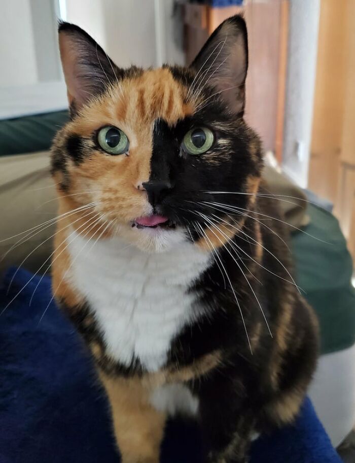 40 Cats That Forgot To Put Their Tongue Back In And Had The Derpiest Faces On Them 40 Cats That Forgot To Put Their Tongue Back In And Had The Derpiest Faces On Them