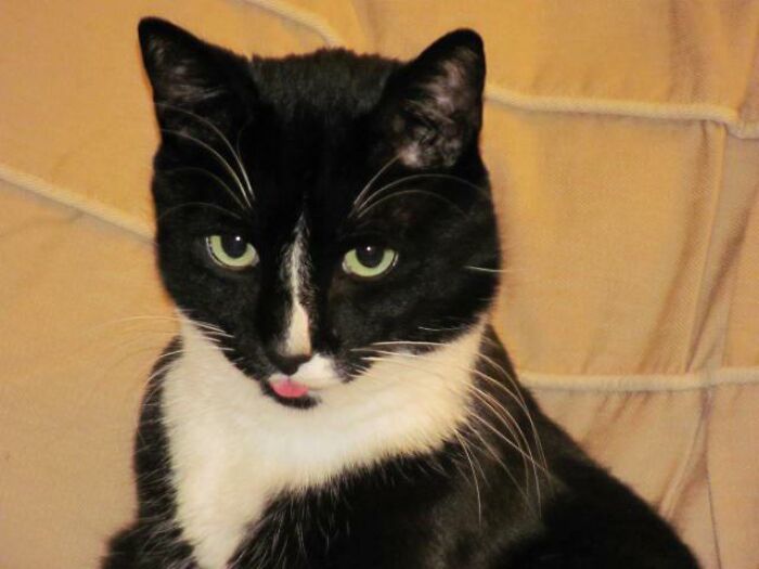 40 Cats That Forgot To Put Their Tongue Back In And Had The Derpiest Faces On Them 40 Cats That Forgot To Put Their Tongue Back In And Had The Derpiest Faces On Them