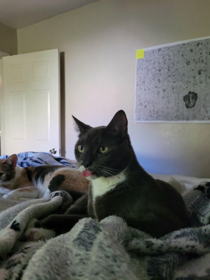 40 Cats That Forgot To Put Their Tongue Back In And Had The Derpiest Faces On Them 40 Cats That Forgot To Put Their Tongue Back In And Had The Derpiest Faces On Them