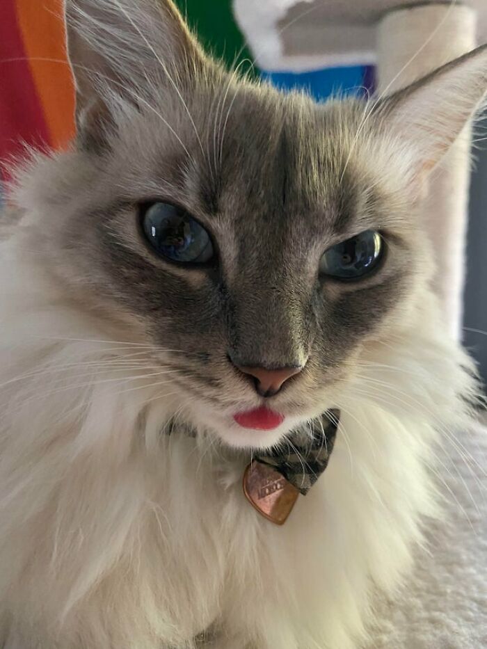 40 Cats That Forgot To Put Their Tongue Back In And Had The Derpiest Faces On Them 40 Cats That Forgot To Put Their Tongue Back In And Had The Derpiest Faces On Them