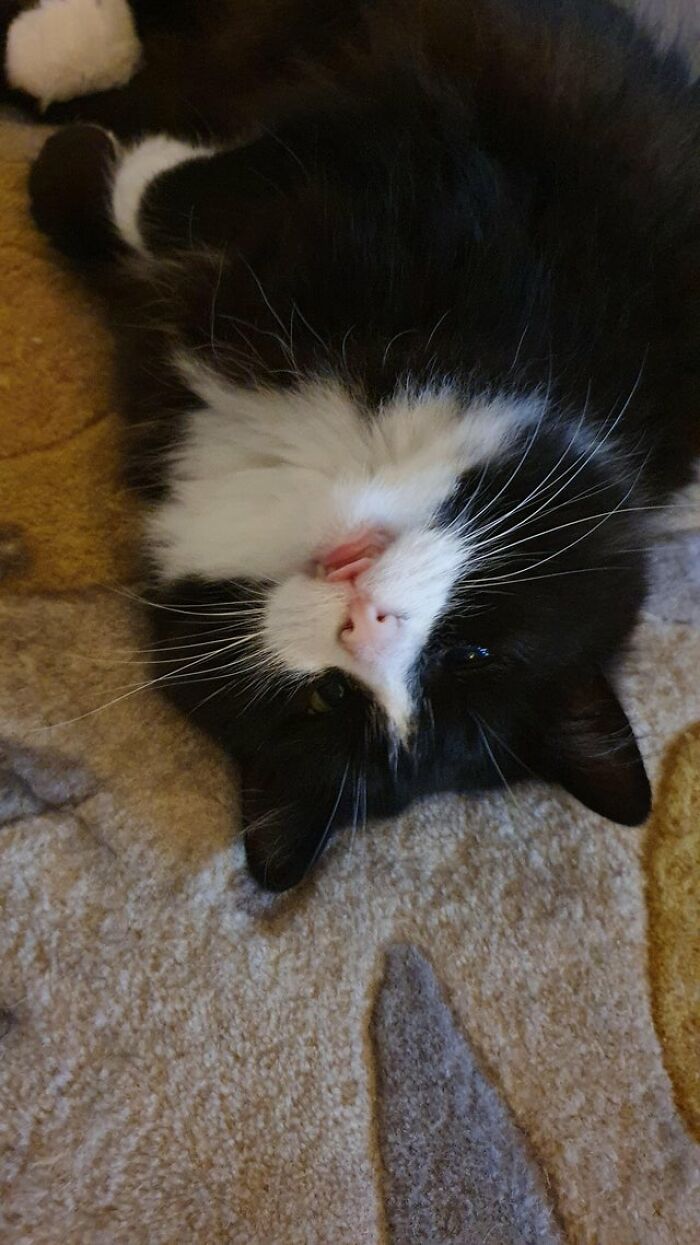 40 Cats That Forgot To Put Their Tongue Back In And Had The Derpiest Faces On Them 40 Cats That Forgot To Put Their Tongue Back In And Had The Derpiest Faces On Them