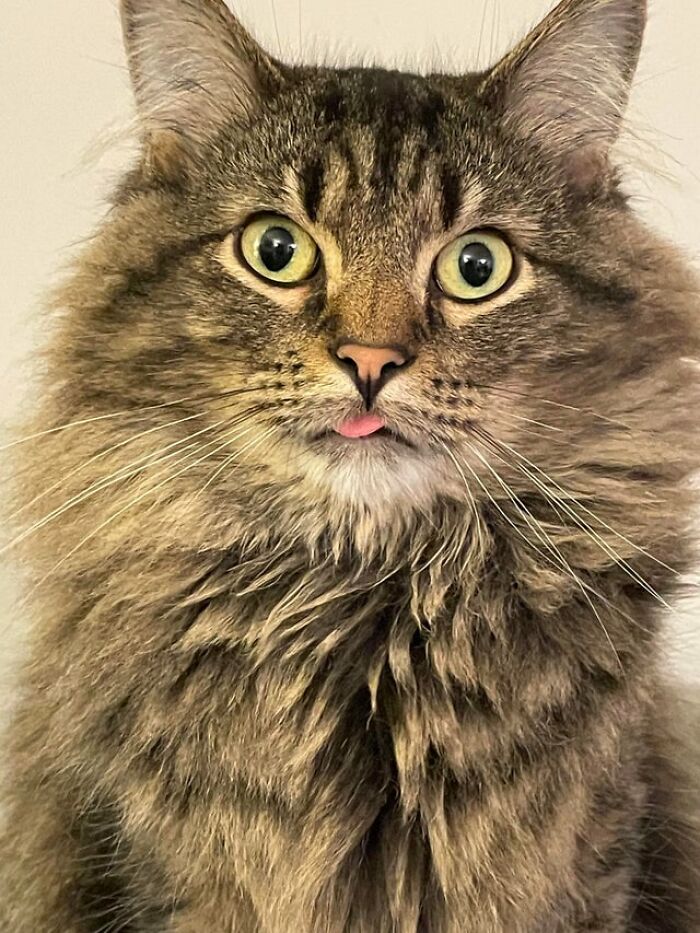 40 Cats That Forgot To Put Their Tongue Back In And Had The Derpiest Faces On Them 40 Cats That Forgot To Put Their Tongue Back In And Had The Derpiest Faces On Them