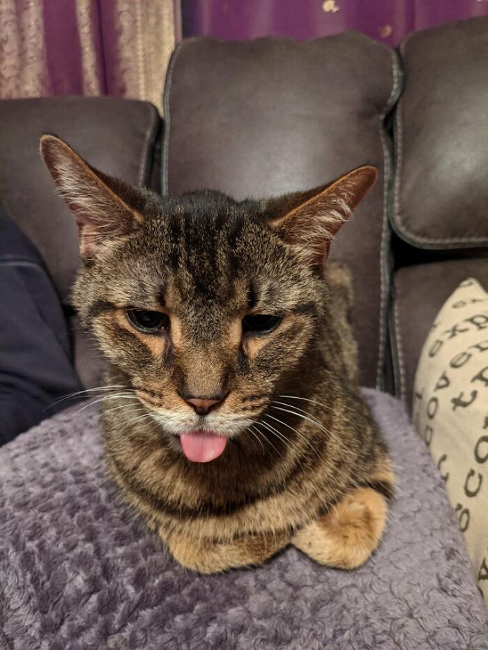 40 Cats That Forgot To Put Their Tongue Back In And Had The Derpiest Faces On Them 40 Cats That Forgot To Put Their Tongue Back In And Had The Derpiest Faces On Them