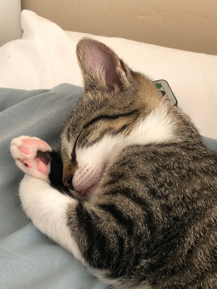 40 Cats That Forgot To Put Their Tongue Back In And Had The Derpiest Faces On Them 40 Cats That Forgot To Put Their Tongue Back In And Had The Derpiest Faces On Them