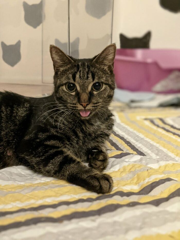 40 Cats That Forgot To Put Their Tongue Back In And Had The Derpiest Faces On Them 40 Cats That Forgot To Put Their Tongue Back In And Had The Derpiest Faces On Them